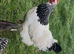 Light Sussex bantams