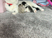 Female kitten