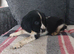 Female Springer Spaniel Pup