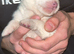 5 pedigree Siberian husky / American Akita long haired puppy's.