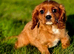 King Charles Cavalier puppies