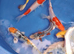 koi carp from &pound;5 each to &pound;26 each