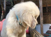Ready now Golden Retriever pups