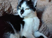 Pair of Rescue Kittens for Adoption