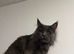 Tan/Black/White Maine Coon xRagdoll Boy