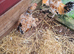 Chickens bantoms