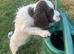 KC Reg Springer Spaniels