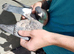 Racing Pigeon Cock Bird Rare colour Cock