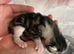 3 little kittens for sale
