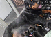 Last male rottweiler puppy left kc reg