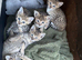 Savannah Kittens F6