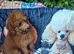 Miniature Poodle.