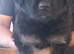 BEAUTIFUL LONG/SEMI LONG COATED GERMAN SHEPHERD PUPPIES