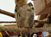 Lovely tame hen young