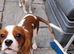 King Charles Cavalier boy