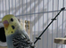 6 beautiful baby budgies looking for forever homes