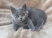Scottish fold