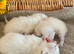 BEAUTIFUL PURE BRED BSH RARE SEAL LYNX KITTENS