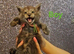 TICA Registered Maine Coon Kittens.