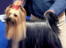 Stunning litter of Yorkshire Terriers.