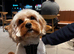 Cavapoo for Stud