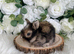 Vaccinated Pedigree English Angoras  xxx