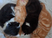 Kittens