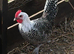 Pair of Silver campines for sale