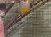 This years baby gouldian finches