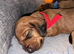 1 gorgeous dachshund puppy left