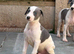 Beautiful whippet puppies