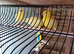 Canaries for ever home