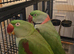 Pair of alexandrine parrots
