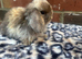 pure bred baby mini lops pedigreed