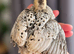 Bobwhite Quail Chicks