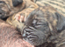 Stunning Cane Corso pups