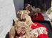 Merle puppys
