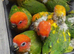 Sun conures sily tame babies available