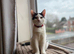1 year old boy looking for a forever home