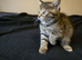 Cute & Playful Kittens Ready for New Homes