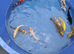 koi High Grade beautiful colours