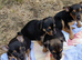 Jack Russel @ small pinscher
