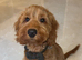 Cockapoo boy