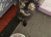 Female cat need re homing asap offers