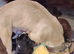 2 Frenchie x Sprocker pups