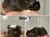 Baby guinea pigs