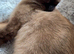 Lovely cute Siamese cross