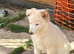 Last pup ready to go