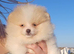 Plush pomeranian puppies only 3 left DELIVERY available