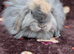 Cashmere mini lop